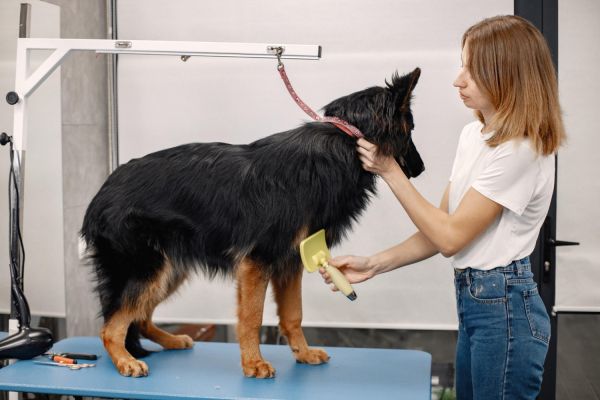 Quelle solution choisir pour démêler les poils de votre chien ?